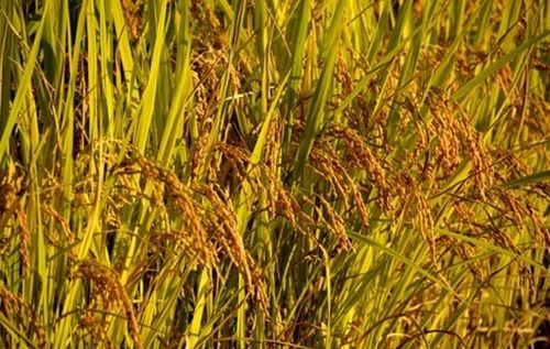 올해 전년 대비 쌀 생산이 늘었지만 쌀값은 지속적으로 하락하고 있다. 사진=자료사진